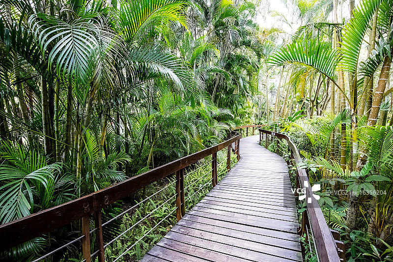 棕榈林中的栈道图片素材