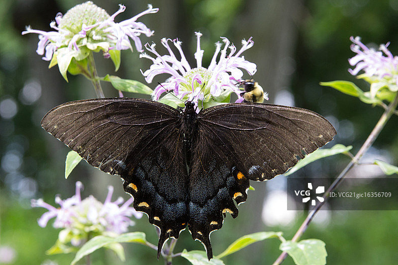 深色虎凤蝶图片素材