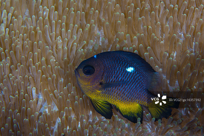 海葵与我图片素材