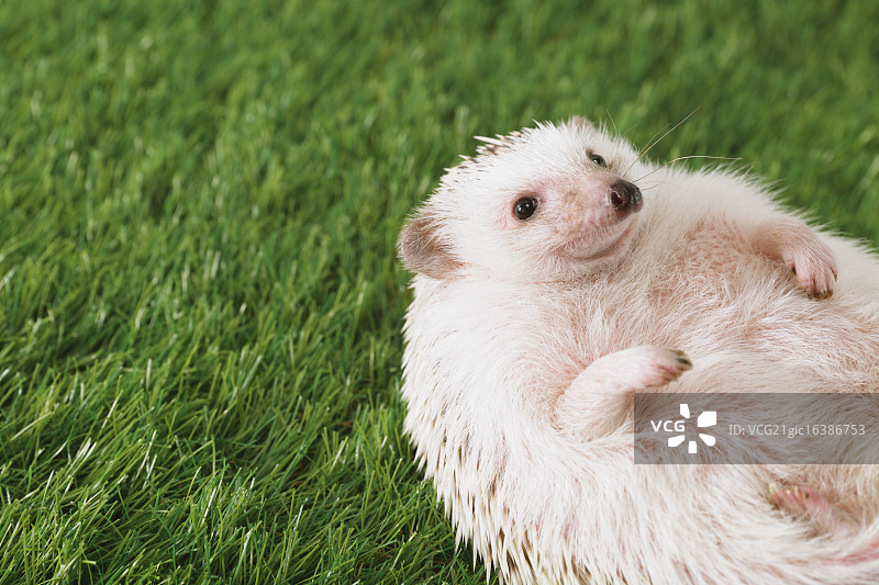 草地上的刺猬图片素材