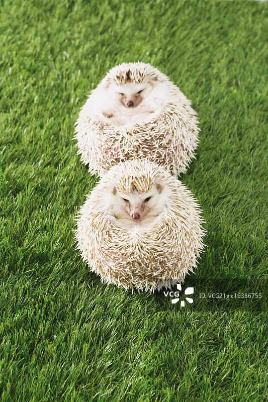 草地上的刺猬图片素材