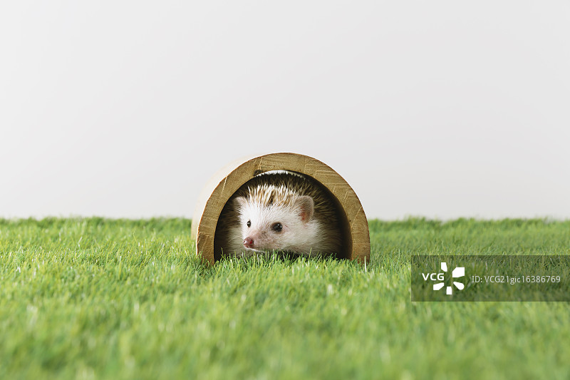 草地上的刺猬图片素材