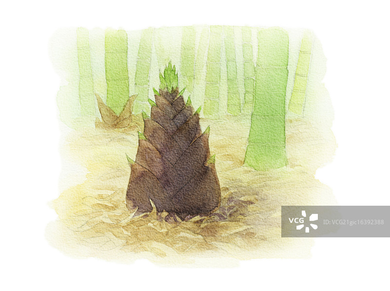 水彩插图图片素材