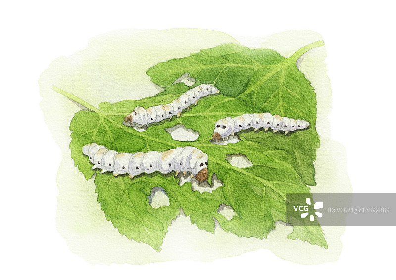 水彩插图图片素材