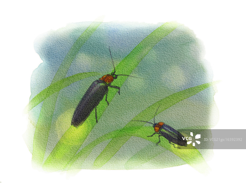 水彩插图图片素材