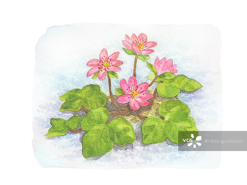 水彩插图图片素材