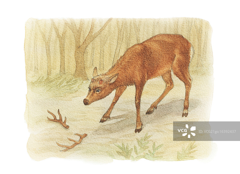 水彩插图图片素材