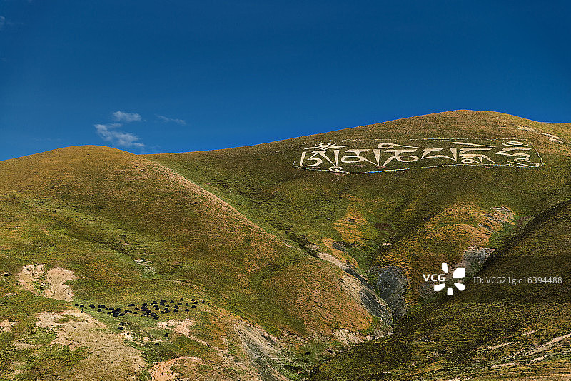 川西高原上的藏语文字和牦牛图片素材