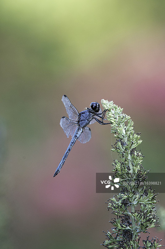 蜻蜓图片素材