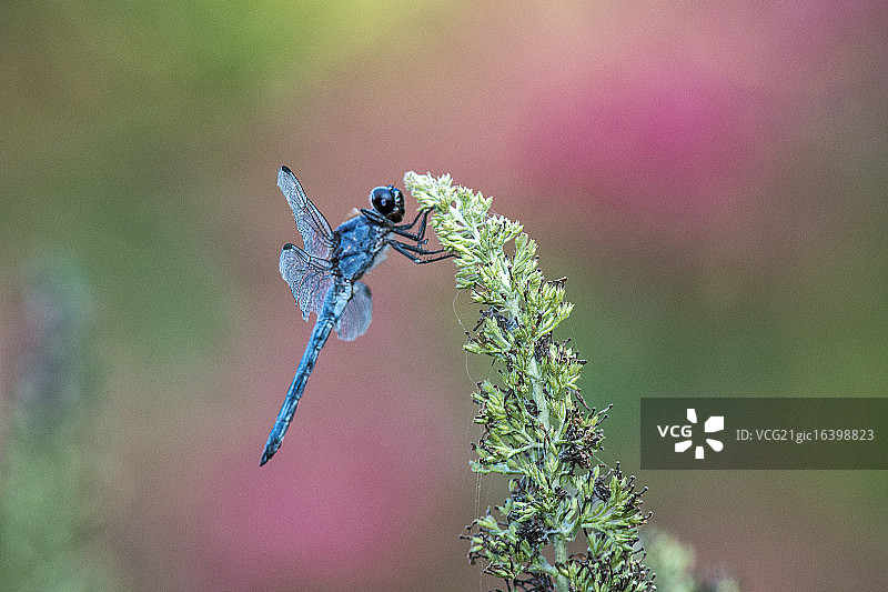 蜻蜓图片素材