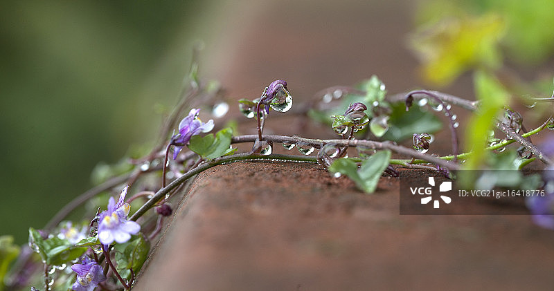 植物上的水滴图片素材