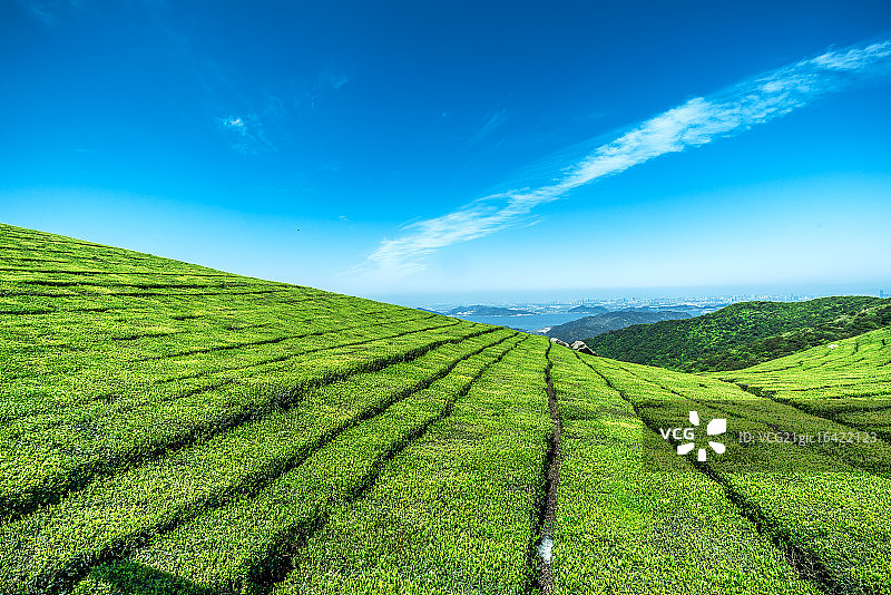 宁波福泉山茶园图片素材