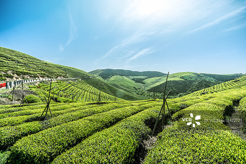 宁波福泉山茶园图片素材
