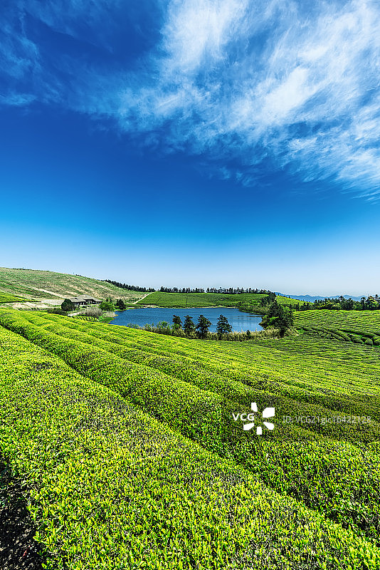 宁波福泉山茶园图片素材