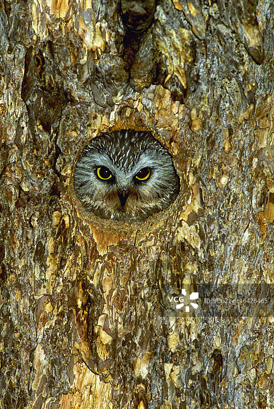 树干中的小角鸮图片素材