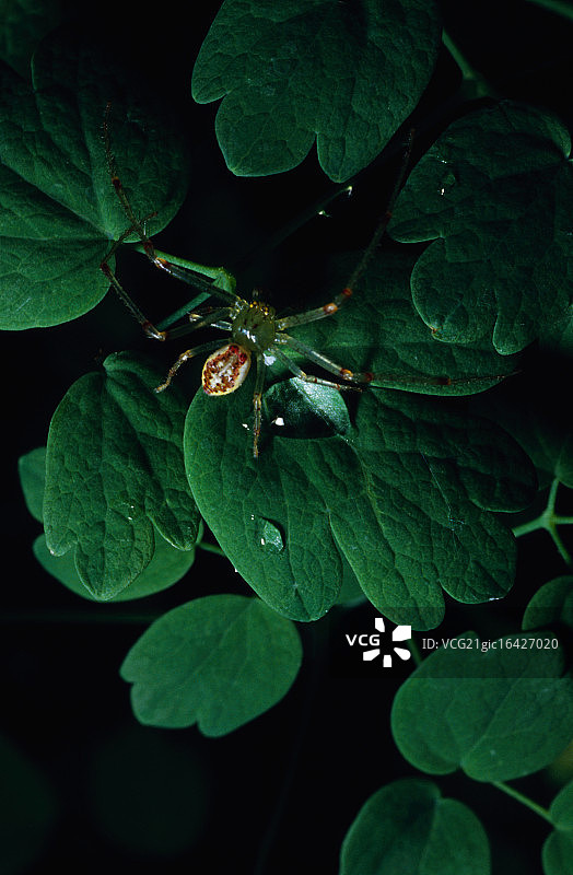 绿猫蛛图片素材