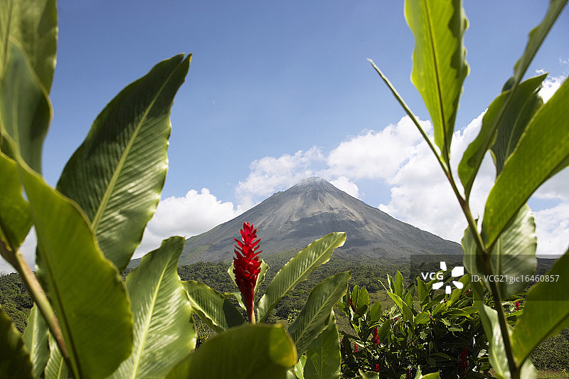 阿雷纳火山附近的红姜图片素材