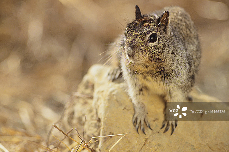 加州地松鼠图片素材