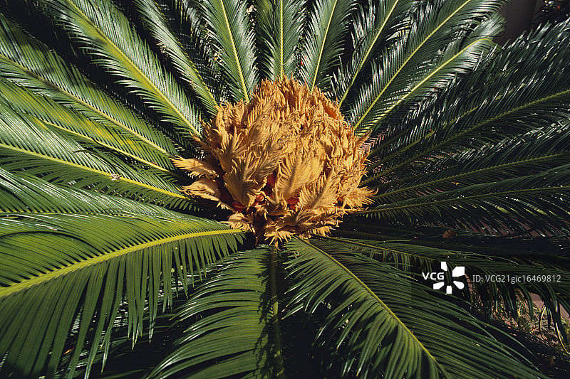 西米棕榈图片素材