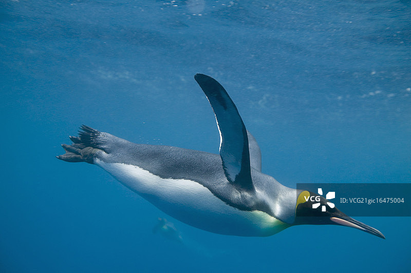 王企鹅图片素材