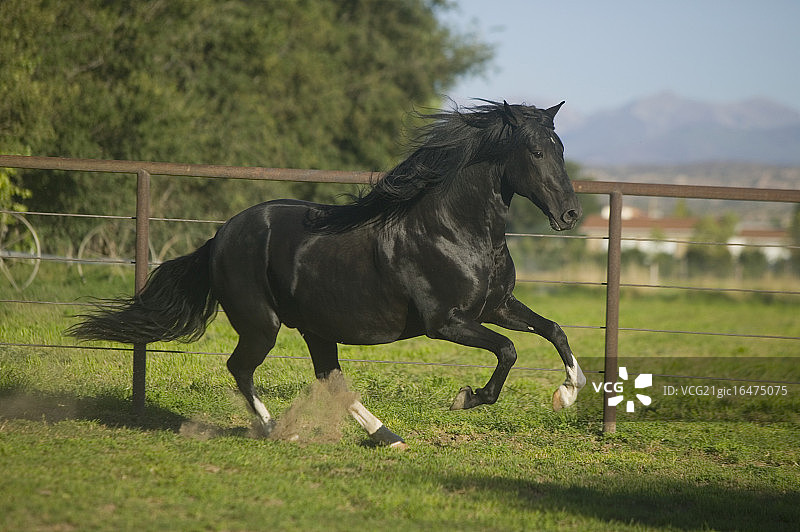 秘鲁帕索马种马图片素材