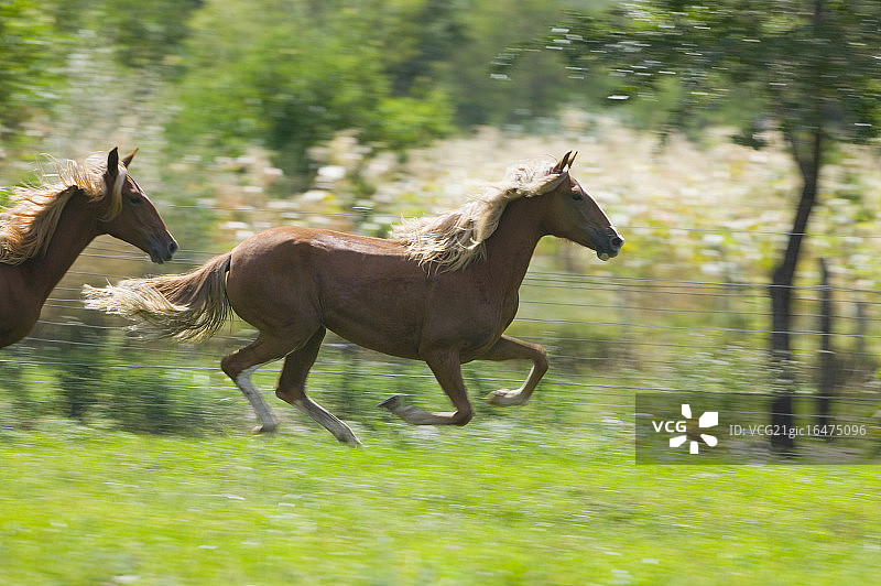 奔跑的秘鲁帕索马图片素材