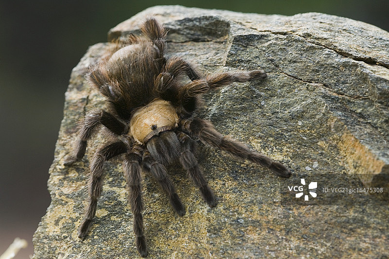 沙漠金色狼蛛图片素材