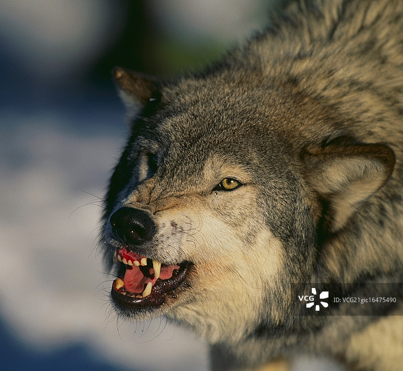 在雪地里咆哮的灰狼图片素材