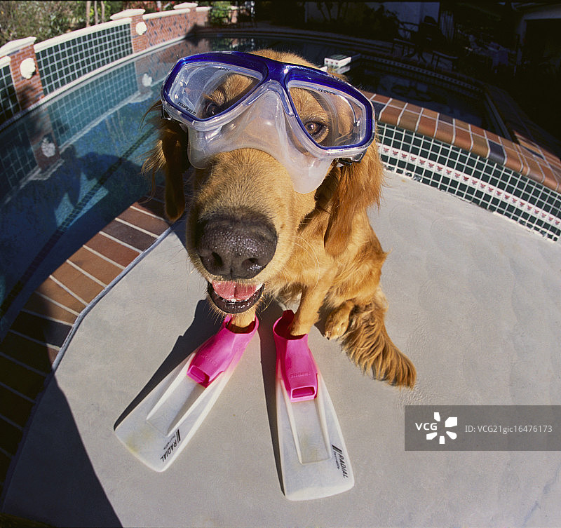 戴着潜水装备的金毛犬图片素材