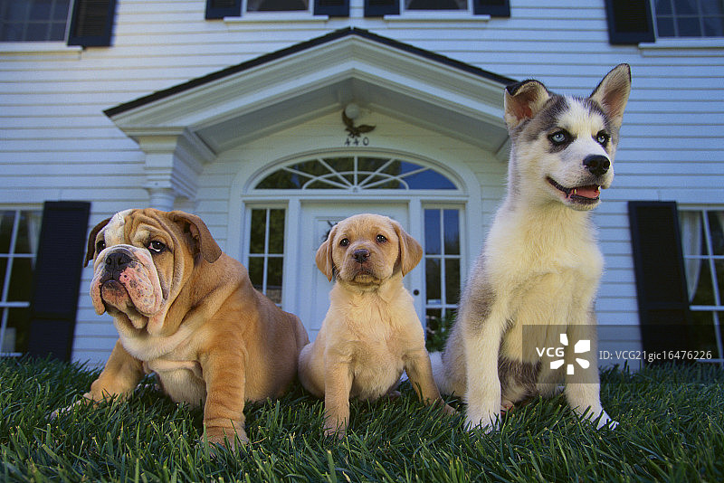 一群狗图片素材