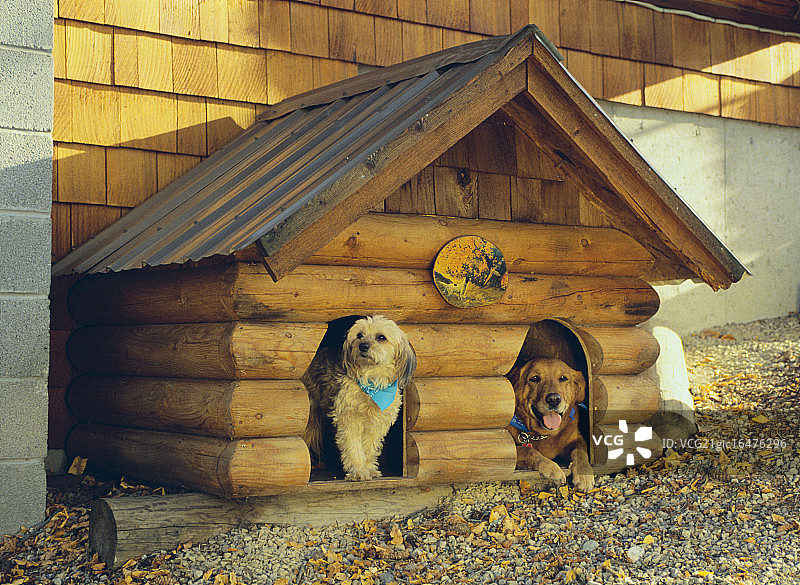 狗屋里的两只狗图片素材