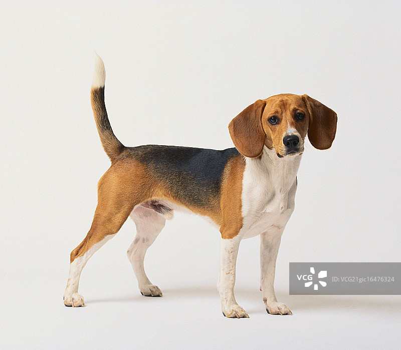 小猎犬号图片素材