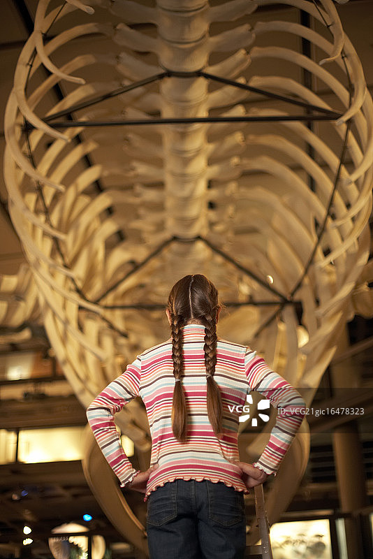 站在鲸鱼展览品下的小女孩图片素材