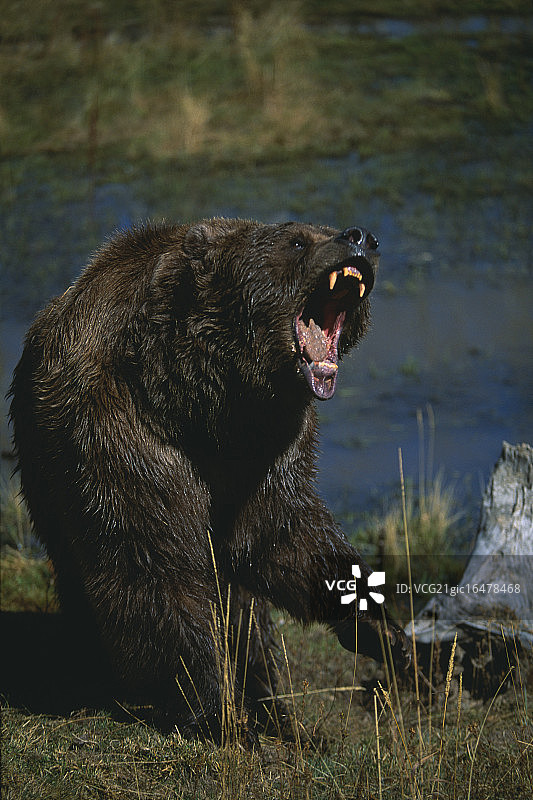 灰熊咆哮图片素材