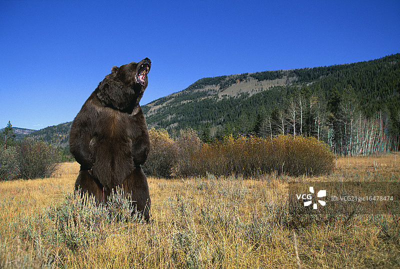 原野中咆哮的灰熊图片素材