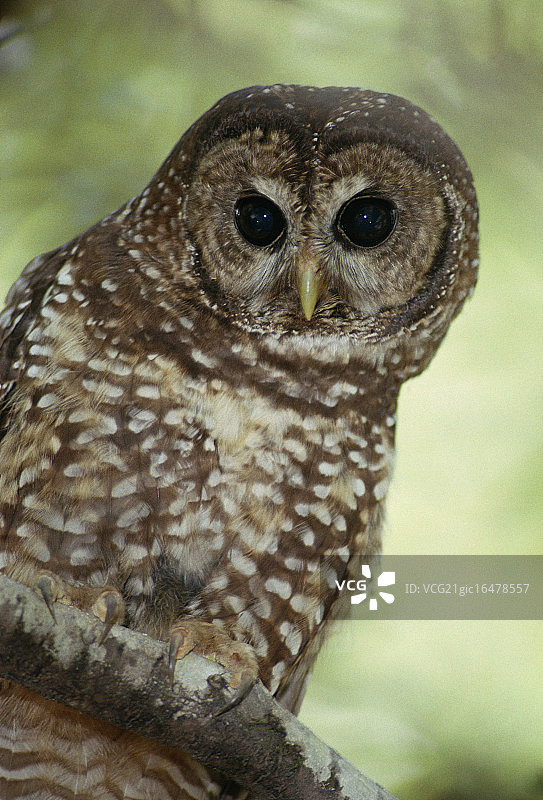 斑点林鸮图片素材
