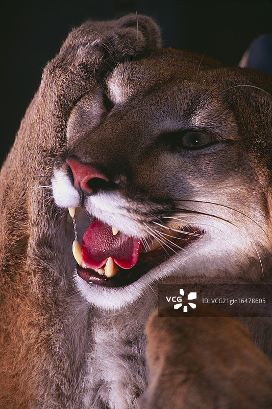 美洲狮蹭头图片素材