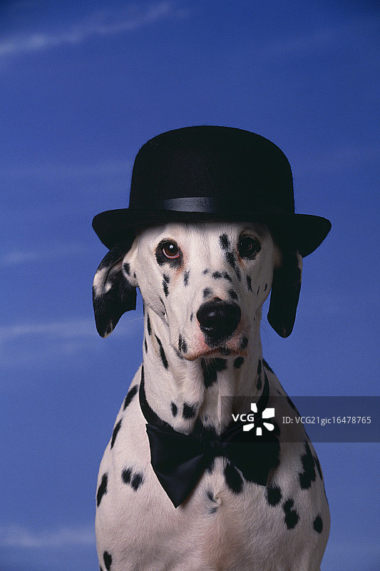 戴着圆顶礼帽和领结的斑点狗图片素材
