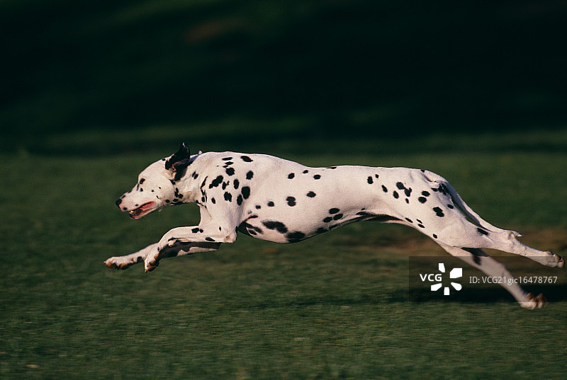 在草地上奔跑的斑点狗图片素材