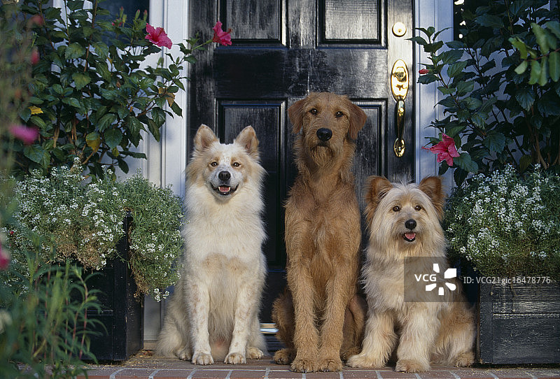 在台阶上等待的三只狗图片素材