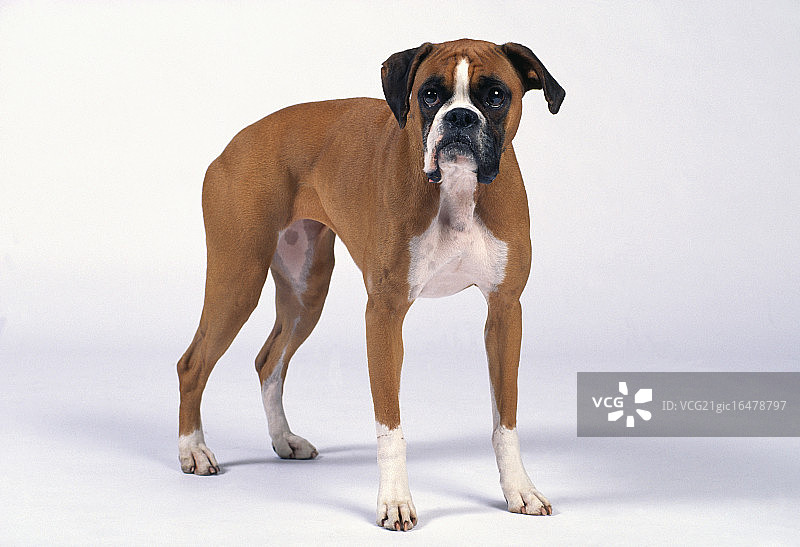 拳击手图片素材