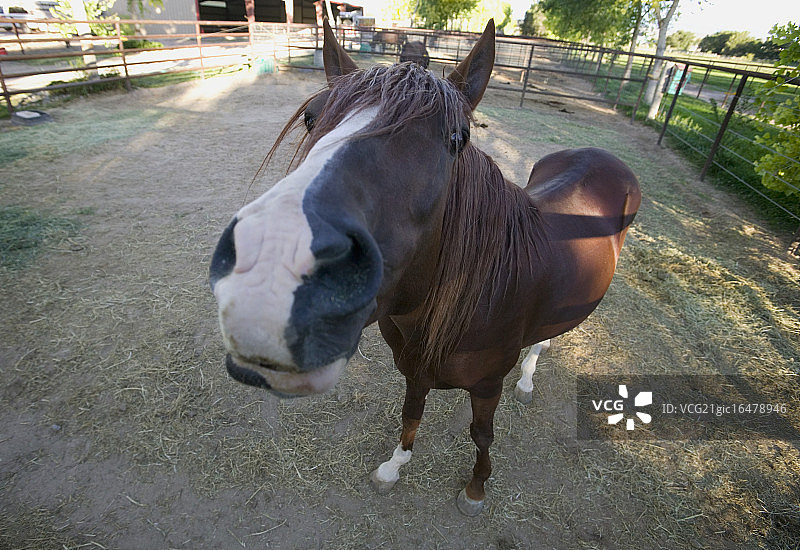 好奇的秘鲁帕索马图片素材
