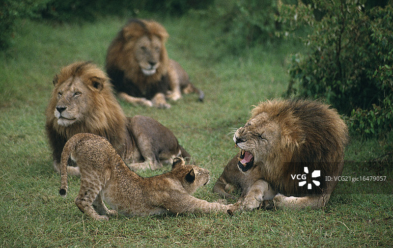 狮子对着草丛中的幼崽怒吼图片素材