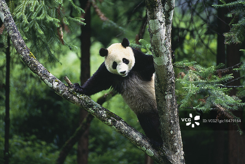 熊猫爬树图片素材