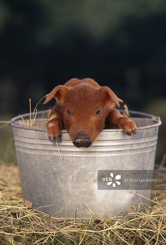 桶里的杜洛克小猪图片素材