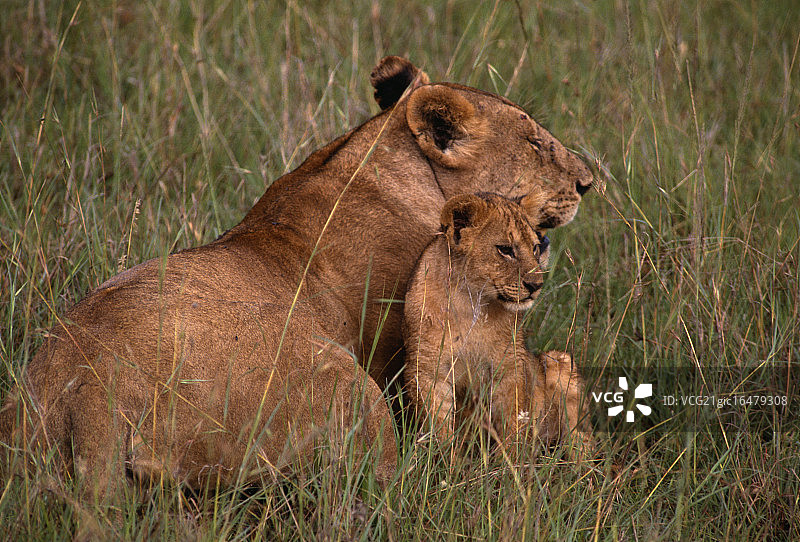 非洲狮群图片素材