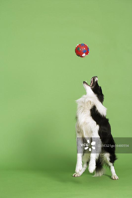 黑白宠物狗接球图片素材