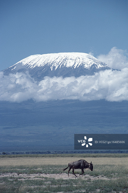 奔跑的角马图片素材