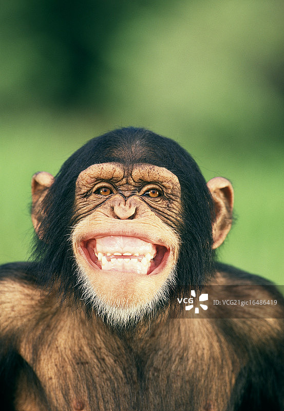 咧嘴笑的黑猩猩图片素材