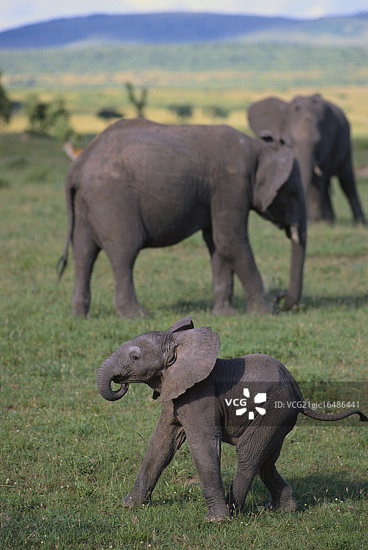 草地上的非洲象幼崽图片素材